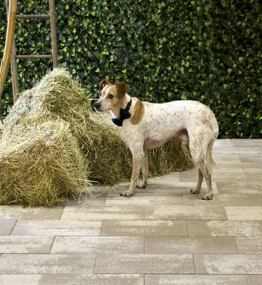 image de Pavés Prestance